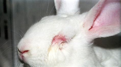 victoria's secret animal testing.